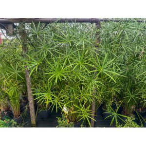 Šachor striedavolistý (Cyperus alternifolius) - výška 200-250 cm, kont. C9L